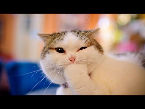 TRY NOT TO LAUGH [IMPOSSIBLE] [CLEAN] Funny Animal Videos – Funny Cats And Dogs | 2020 Compilation
