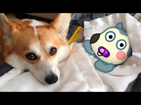 How Cute ! Baby Wolfoo vs Puppy Dog Animation ! Wolfoo in Real Life ! Funniest Cats And Dogs Videos