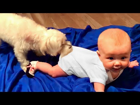 Adorable Babies Playing With Dogs Compilation – Funny Baby And Dog Videos || Just Laugh