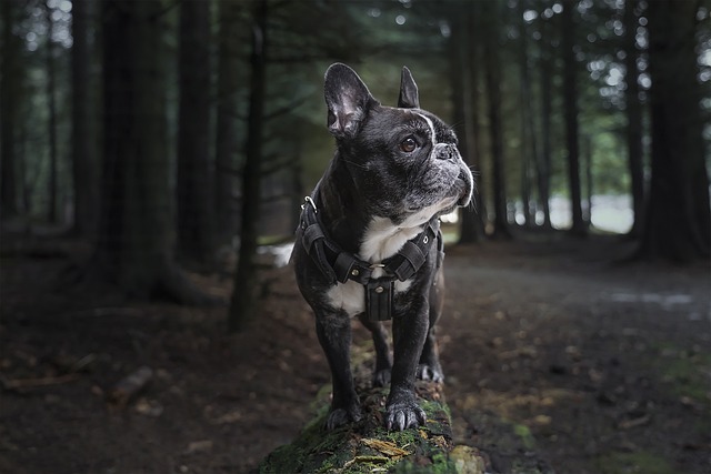 Amazing Tips That Make Training Your Dog Easier