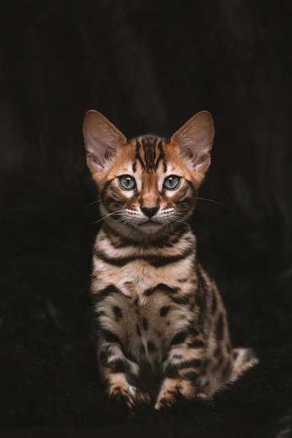 Being A Great Care Giver: Cat Tips