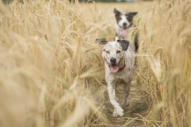 Confused By Puppy Training? Get Help Here!