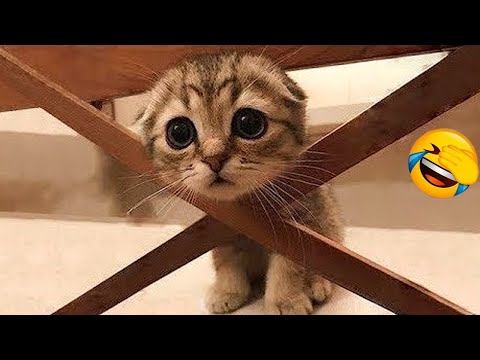 Try Not To Laugh Animals : 1 Hour of Funniest Cat Videos #22 | Funny Animal Videos