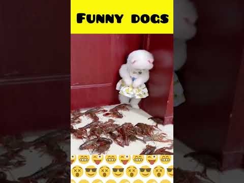 Cute dog moments | Part-115| funny dog videos in Bengali| #shorts #shortvideo #funny