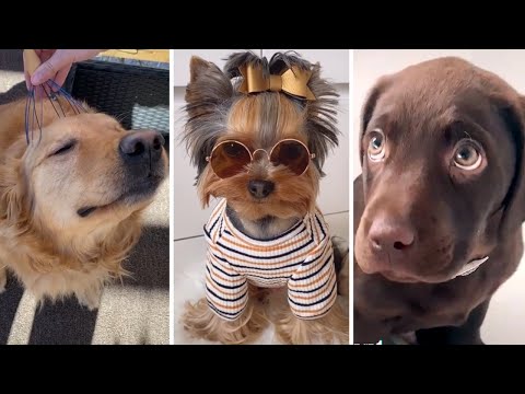 The Best of Funny DOG VIDEOS of 2023! 🐶