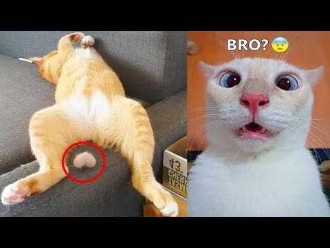 Funny Cats and Dogs videos 🤣 Best funniest animals videos #animals