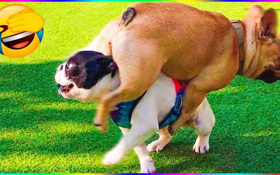 Funny Dog And Cat 😍🐶😻 Funniest Animals #189