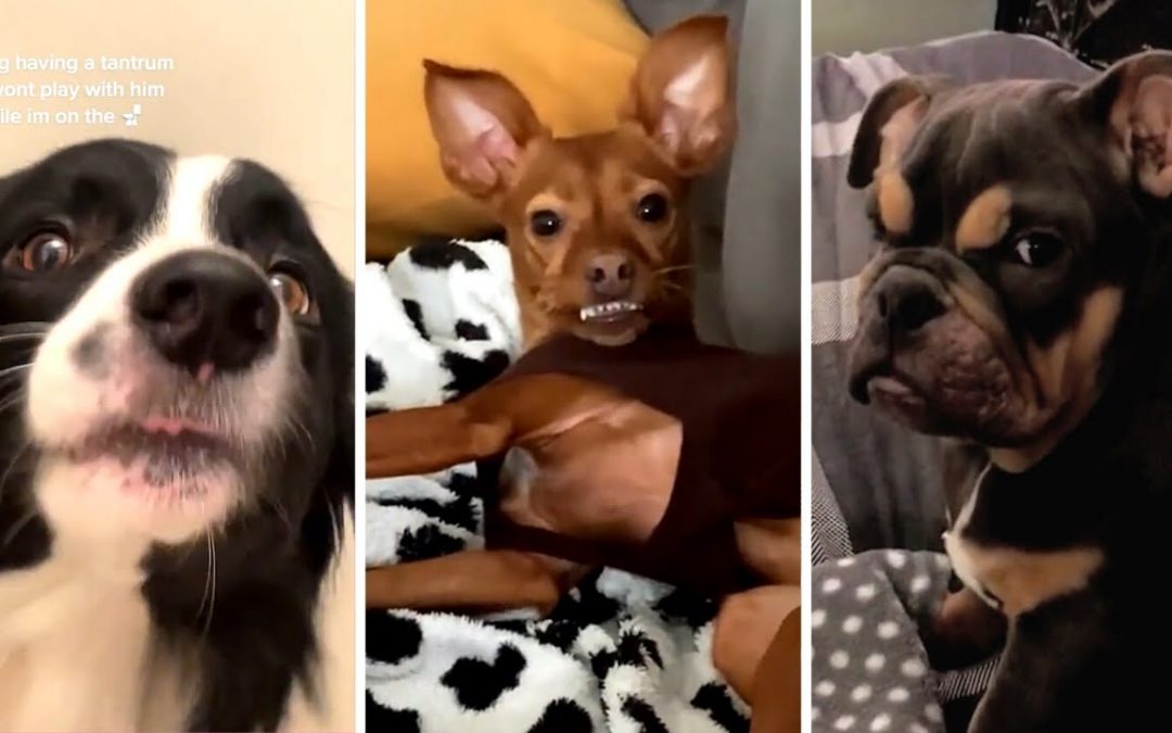 Funniest DOGS on the Internet! 🐶 Doggos Compilation! 🐶