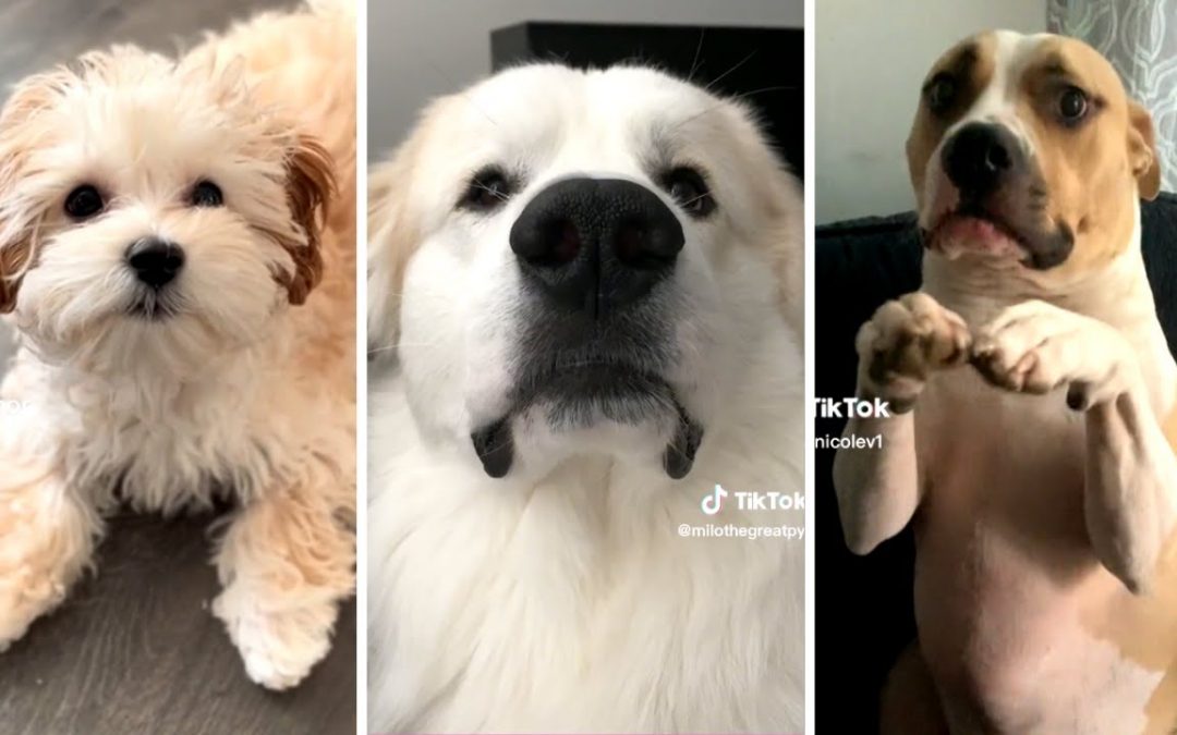 Funny Viral DOG Videos 2023 😂 The Best of Doggos! 🐶