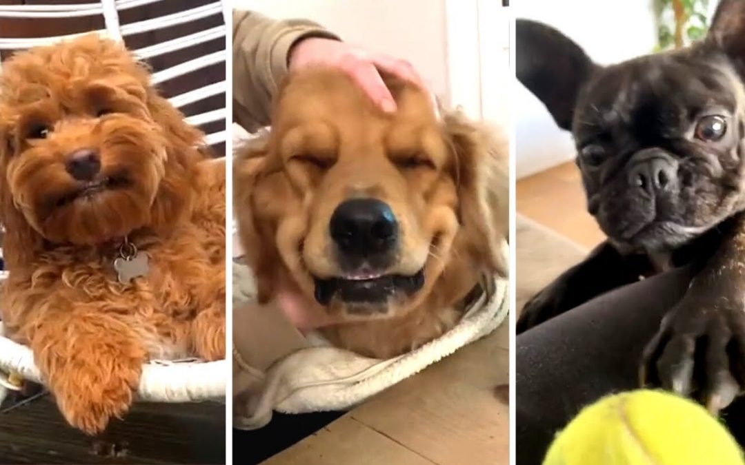 The Best DOG Videos of 2022 😂 Hilarious Dogs Compilation! 🐶