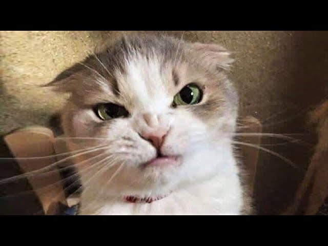 Funny animals – Funny cats / dogs – Funny animal videos 272