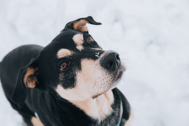 Step Up Your Training Your Dog With These Simple Tips