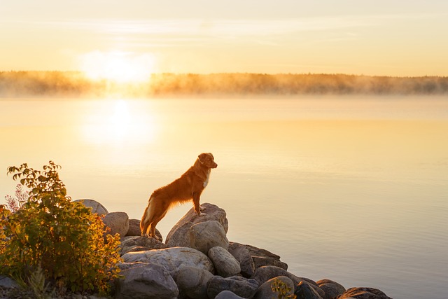 Trouble With Your Dog? Try Simple Training Techniques!