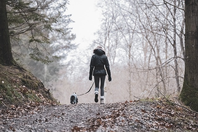 You Can Train Your Dog Quickly And Easily