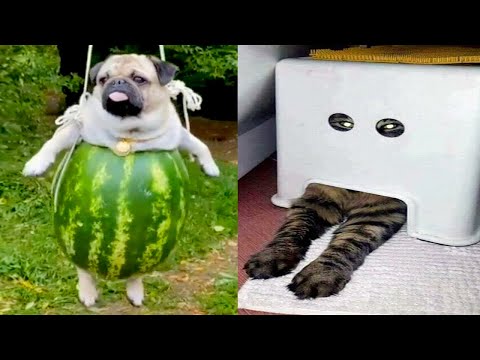 Funny Dog And Cat 😍🐶😻 Funniest Animals #202