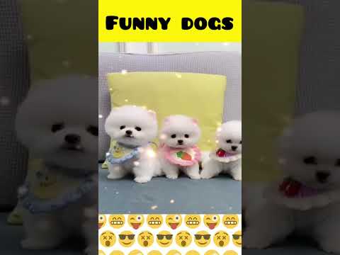 Cute dog moments | Part-118| funny dog videos in Bengali| #shorts #shortvideo #funny