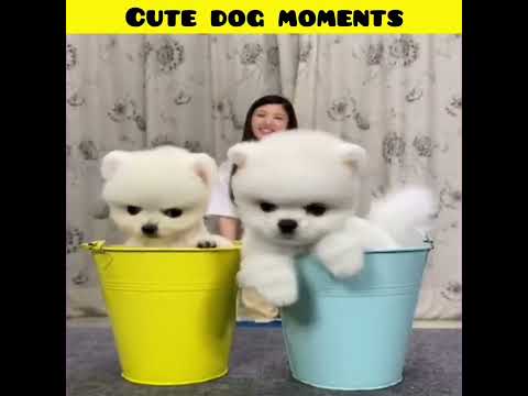 Cute dog moments | Part-151| funny dog videos in Bengali| #shorts #shortvideo #funny