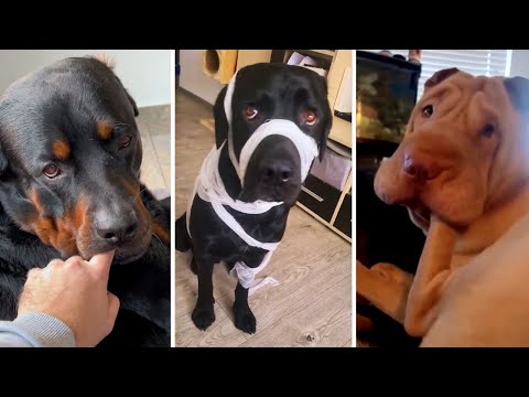 Your Daily Dose of Funny DOGS Compilation! 🐶 (2023)