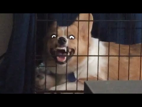 Try Not To Laugh | Funny Pet Video Compilation 2020 | The Pet Collective