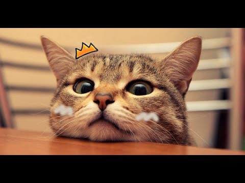 Funny Animal Videos 2023 🐶😸Funniest Dogs And Cats Videos 😺Grinning With Dogs And Cats.