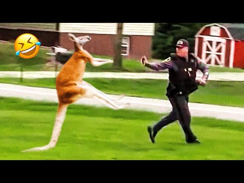 Funniest Dogs And Cats Videos 😅 – Best Funny Animal Videos 2023 🥰 #15