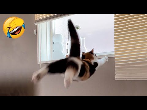 Best Funny Animal Videos Of The 2023 🤣 – Funniest Cats And Dogs Videos 😺😍