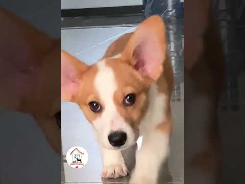 LOL, Puppy Dogs Are So Funny Cute Best Funny Dog Videos 🐶🐶😁😂 -EPS567