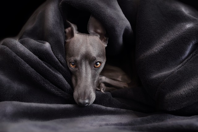 Good Dogs Are The Result Of Consistent Training