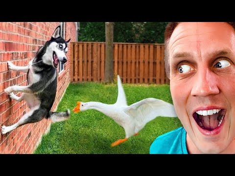 Funniest Husky Videos 🤣 🐶 Funny And Cute Dog Videos Compilation of Huskies Screaming