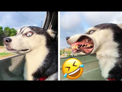 Funny Animals Videos 2023 π – Funniest Dogs And Cats Videos πΊπ#40