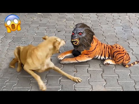 Funny Animal Video 2023😂 Funniest Cat And Dogs Video 😺😍New Funny Pets #35