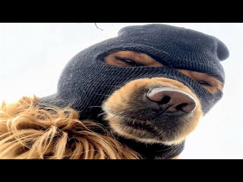 Probably the Funniest Animal Video on Youtube😁