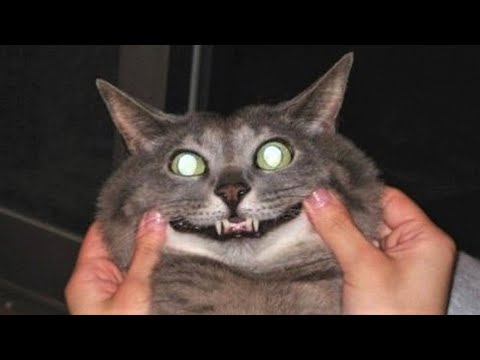 Funny animals – Funny cats / dogs – Funny animal videos / Best videos of April 2023