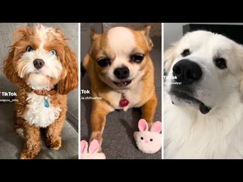 Probably the Funniest Dog Video on the Internet 😍🐶