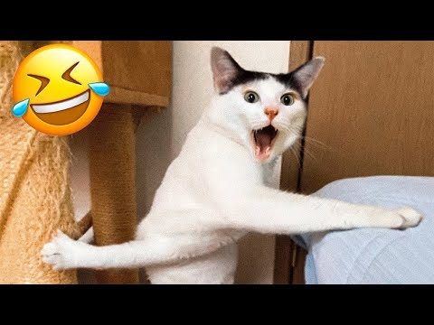 Try Not To Laugh Challenge 😂 – Best Funny Dogs And Cats Videos😇 #10