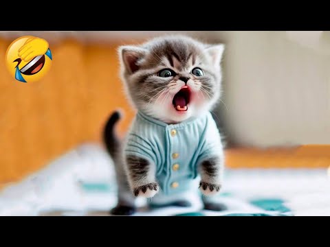 Best Funny Animal Videos Of The 2023 🤣 – Funniest Cats And Dogs Videos 😺😍