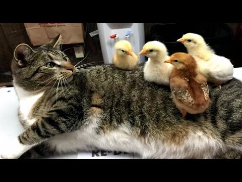 Funniest Animals Videos 2023 😹 Try Not To Laugh Funny Dogs And Cat 😁