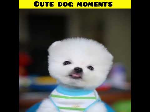 Cute dog moments | Part-188| funny dog videos in Bengali| #shorts #shortvideo #funny