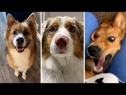 Compilation of the Cutest Doggos! 🤣🐶 Who doesn't love watching cute Dogs? 🤩