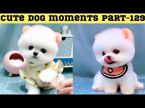 Cute dog moments Compilation Part 129| Funny dog videos in Bengali