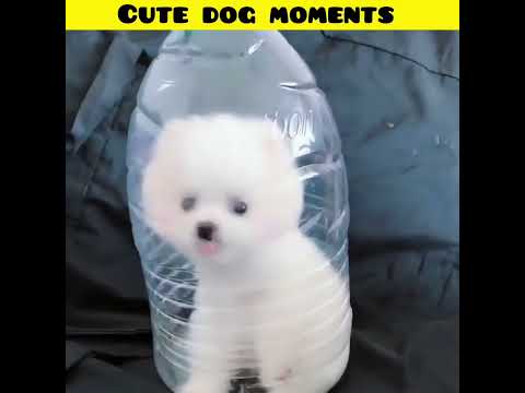 Cute dog moments | Part-190| funny dog videos in Bengali| #shorts #shortvideo #funny