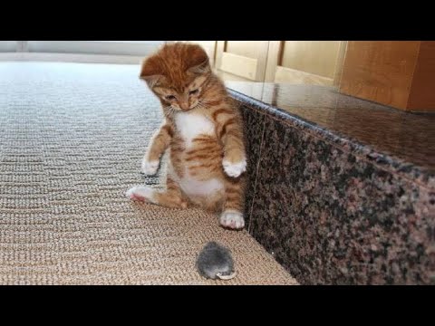 Best Funny Animal Videos Of The 2023 🤣 – Funniest Cats And Dogs Videos 😺😍