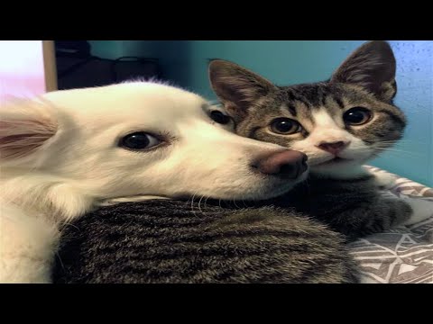 Funniest Animals Videos 2023 😹 Try Not To Laugh Funny Dogs And Cat 😁