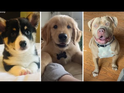 Funniest DOGS that will make you LAUGH! 🐶 Best Dog Videos 😂 You'll Never Get Tired Watching 🐶