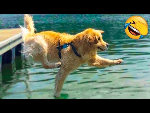 Funniest Animal Videos😂 – Funny Cats😹 and Crazy Dogs🐶 Videos 2023! #5