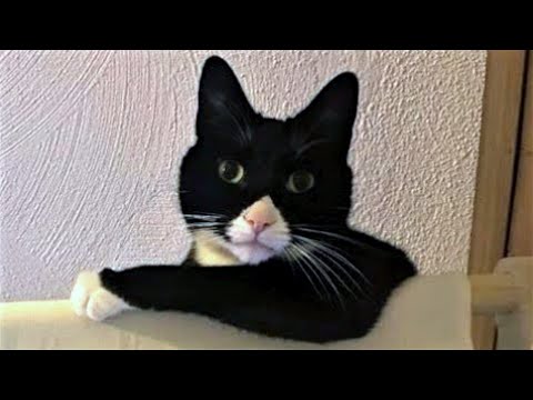 Funny Animal Videos 2023 😂 – Funniest Cats And Dogs Video 😺