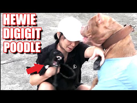 GALAK AMAT ! HEWIE PITBULL DIGIGIT ANJING POODLE  |  FUNNY DOG VIDEOS