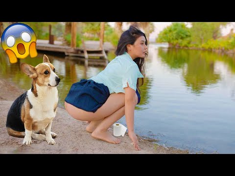 Best Funniest Videos 2023 😍 Funny Dogs 🐶 and Cute Cats 😻 #96