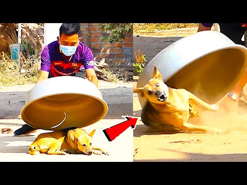 Aluminum Box vs Prank Dog Very Funny – Must Watch Funny Comedy New Prank With Try To Stop Laugh