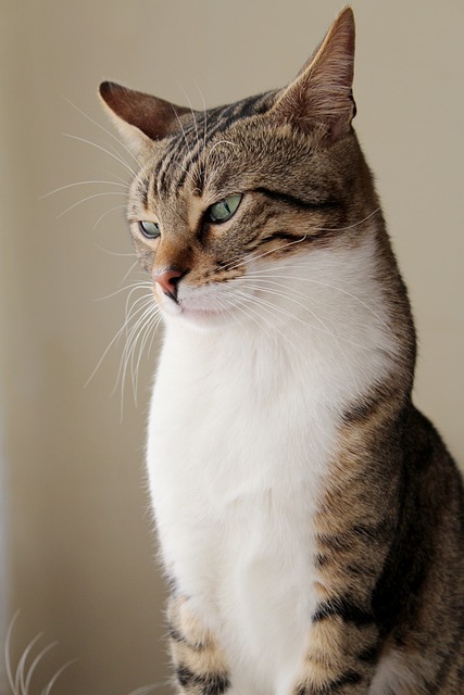 Cat Tips You Can Put Into Practice Right Now